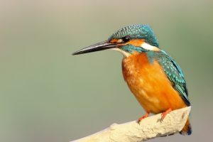 Perthshire kingfisher